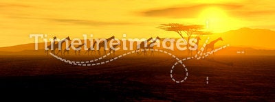 African giraffes at sunset