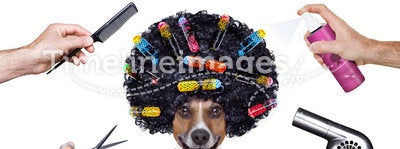 Hairdresser scissors comb dog spray