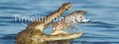 Nile Crocodile eating a fish