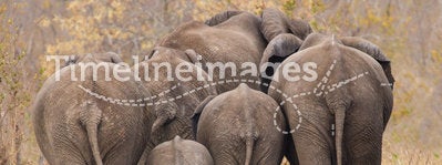 Breeding herd of elephant walking away int the trees