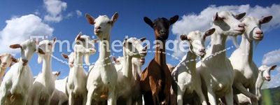 Giant goats