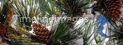 Big Pine Cones