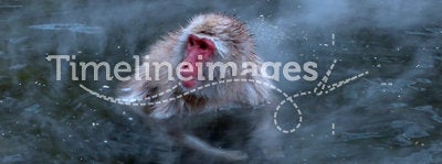 Macaques in hot spring