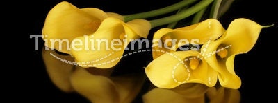 Golden Calla Lilies