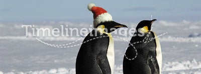 Penguin couple on Xmas