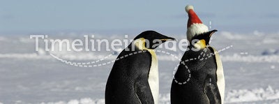 Penguin pair on Xmas