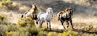 Three Horses Running Wild