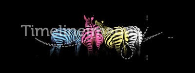 CMYK Colored Zebras