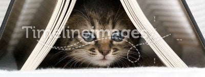 Kitten underneath book