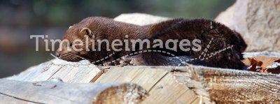 American Mink (Mustela vison)