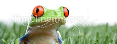 Red-eyed tree frog in grass