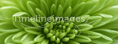 Macro shot of a green flower