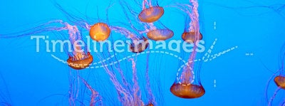 Orange jellyfish group