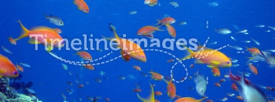 Anthias and other fish