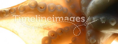 Octopus close-up
