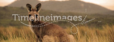 Wild kangaroo in outback