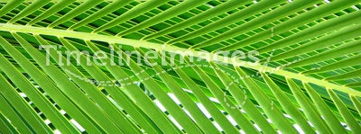Beautiful Palm Tree Leaf