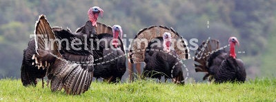 Wild flock of Turkeys