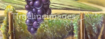 Grape and vineyard