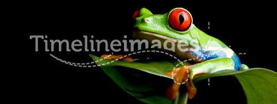 Frog on a leaf isolated black