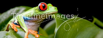 Red-eyed tree frog on plant