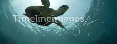 Green sea turtle silhouette