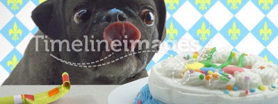 Pugs Birthday