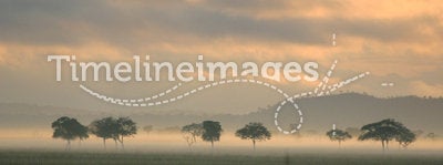 Sunrise Mist on The African Plains