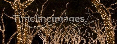 Festive Lights on Trees