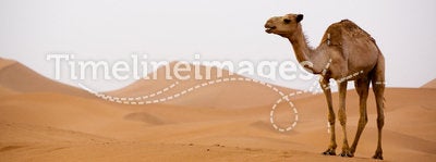 Camel in Sahara