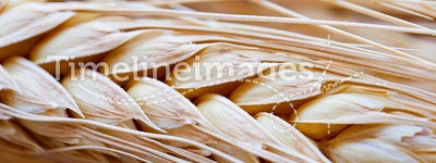 Wheat