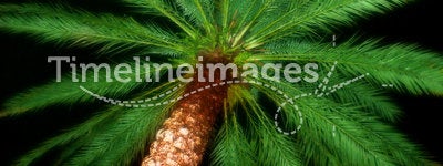 Nighttime Palm Tree