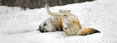 Timber Wolf Rolls in the Snow