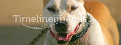 Chained Pit Bull 2