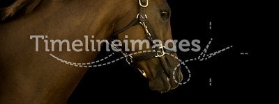 Thoroughbred Horse on Black Background