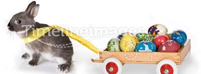 Bunny with cart