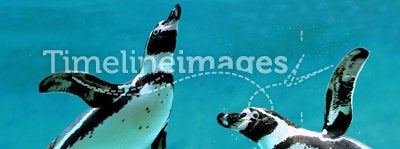 Penguins under water