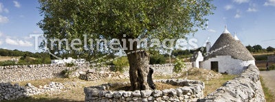 Olive tree and trullo