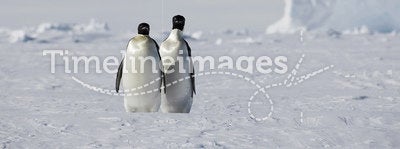 True penguin love