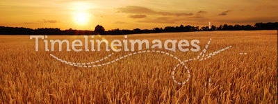 Wheat fields at sunset