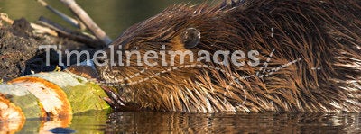 Beaver at Work