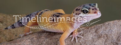 Leopard Gecko on rock