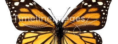 Isolated monarch butterfly