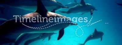Diving with Dolphins into Red Sea