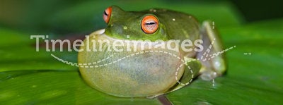 Croaking green tree frog