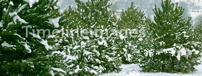 Christmas Trees 1