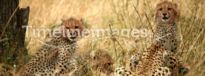 Cheetah cubs in the grass