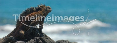 Marine iguana on the rocks