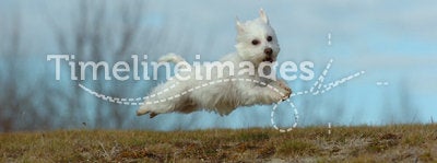 Flying terrier