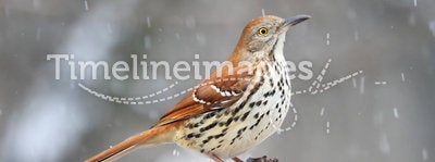 Bird - Brown Thrasher in Snow